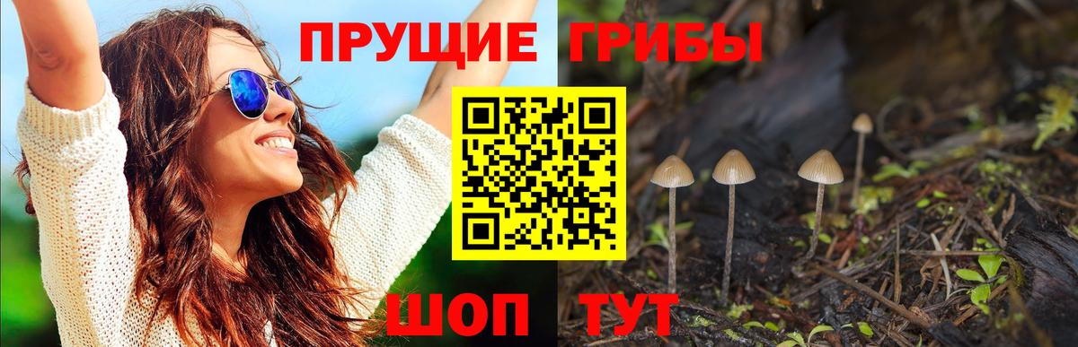 Псилоцибиновые грибы Psilocybine cubensis Строитель